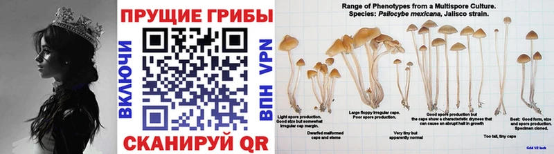 Псилоцибиновые грибы Cubensis Ленинградская